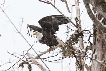 American Bald Eagle