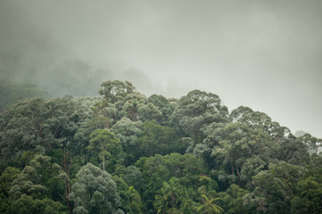 tropical rainforest in  Hala-Bala Wildlife Sanctuary of Thailand