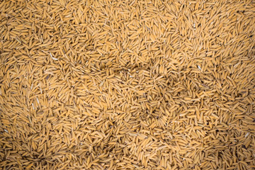 Background of paddy.