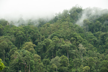 Fototapeta premium tropical rainforest in Hala-Bala Wildlife Sanctuary of Thailand