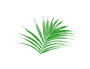 Fototapeta premium Green leaf of palm tree isolated on white background