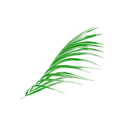Fototapeta premium Green leaf of palm tree isolated on white background