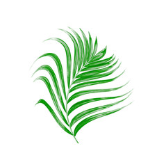 Green leaves of palm tree on white background