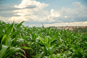 Obraz premium plantação de milho