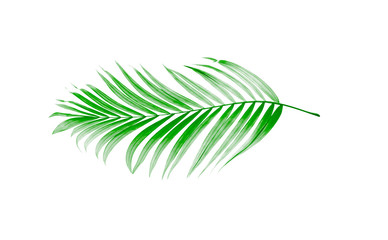 Green leaves of palm tree on white background