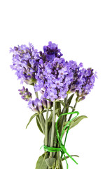 bouquet of violet  lavender flowers isolated on white background