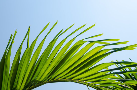 Copy space of tropical palm leaf with sun light on sky background.