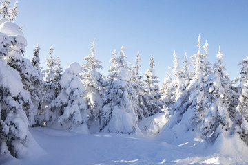 Obraz premium Winter forest. Snow covered spruces.