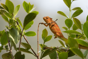 Perinet chameleon, (Calumma gastrotaenia)