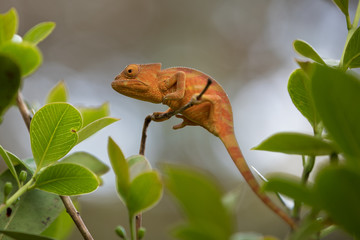 Perinet chameleon, (Calumma gastrotaenia)