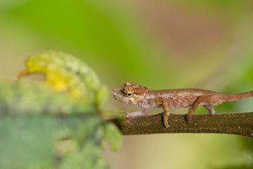 Nose-horned Chameleon (Calumma nasutum)