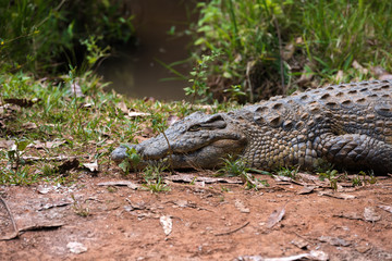 Madagascar Crocodile, Crocodylus niloticus