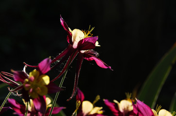 Bright purple Aquilegia on a dark background in the summer garden.