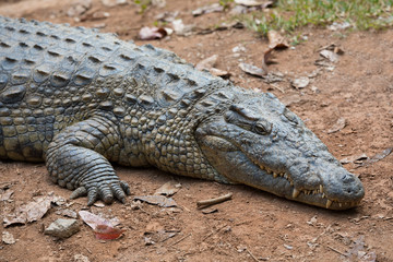 Madagascar Crocodile, Crocodylus niloticus