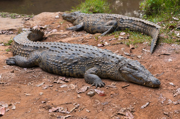 Madagascar Crocodile, Crocodylus niloticus