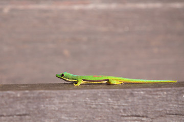 Lined Day Geckos (phelsuma Lineata Lineata)
