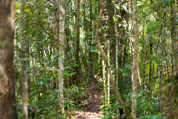 Rainforest in Madagascar, Andasibe Toamasina Province