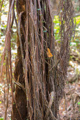 tree trunk in typical rainforest in Madagascar