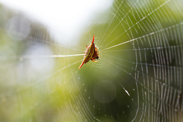 Spiny orb-weaver or crab spider