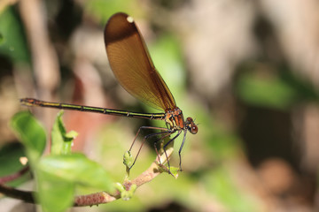 Copper Demoiselle (Calopteryx haemorrhoidalis), female, near Tarifa, Andalucia, Spain.