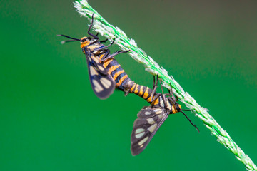 Tiger moth (Amata trigonophora) making love in the evening, found at colleague's garden 