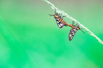 Tiger moth (Amata trigonophora) making love in the evening, found at colleague's garden 