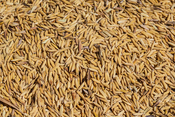 Grain detail, pile of paddy for background and texture.