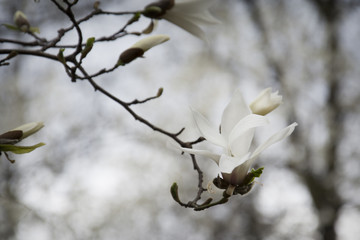 Spring magnolia branch in the park.