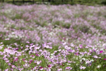 Naklejka premium 一面のピンクと白のコスモスのお花畑