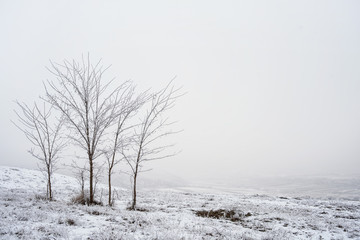 Fototapeta na wymiar winter background, amazing snowy landscape with copy space 
