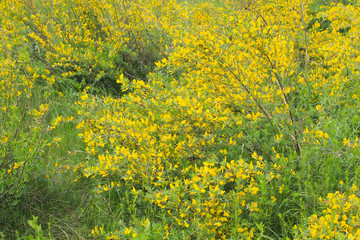 Yellow blooming acacia bushes