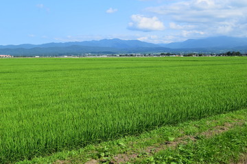 田植え２ヶ月後の田園風景