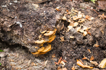 mushroom on the trunk in madagascar rainforest