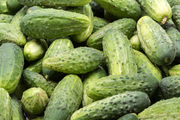 a lot of young cucumbers as background