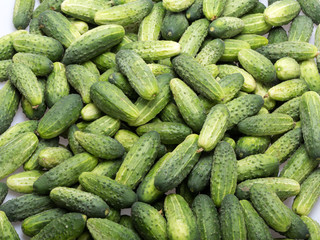 a lot of young cucumbers as background