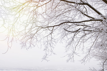 Winter landscape with snowy frozen trees in sunshine 
