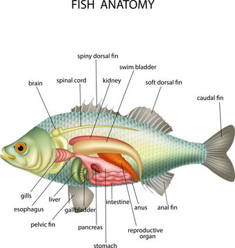 Anatomy of fish