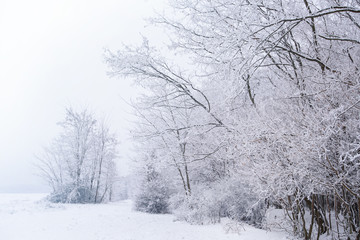 Winter wonderland background. amazing snowy landscape with Snow-covered trees