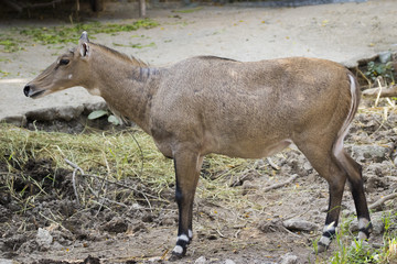 Image of a nilgai or blue bull on nature background. Wild animal