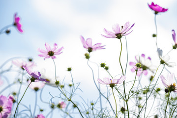 Obraz na płótnie Canvas ピンクのコスモスの花花と空