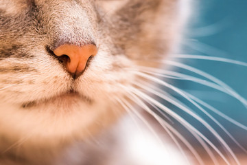 Striped gray cat head, close-up