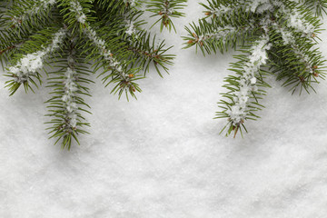 Spruce branches on snow background