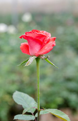 growing rose flower inside nursery