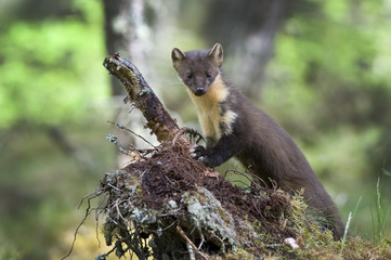 Pine Marten