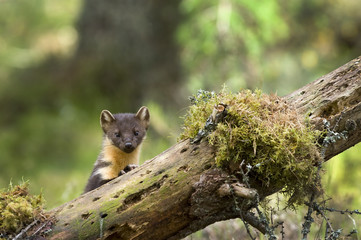 Pine Marten