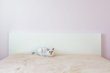 British cat sitting on a bed in a light room with pink walls