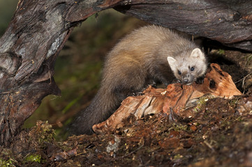 Pine Marten