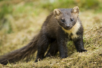 Pine Marten