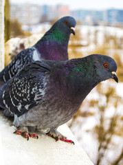 birds pigeons.Two pigeons on a wooden bench