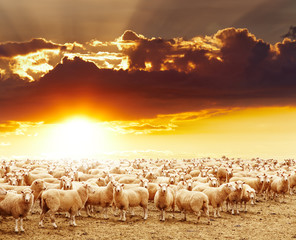 Herd of sheep